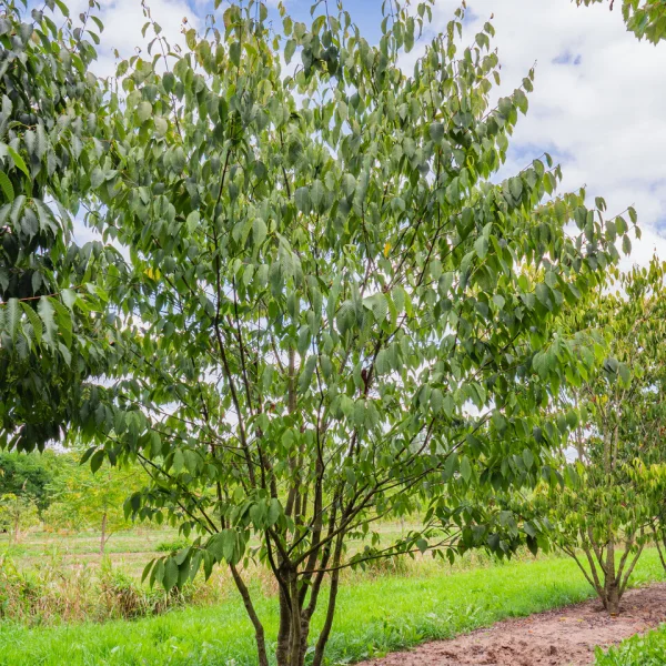 Acer carpinifolium &ndash; Hainbuchen-Ahorn