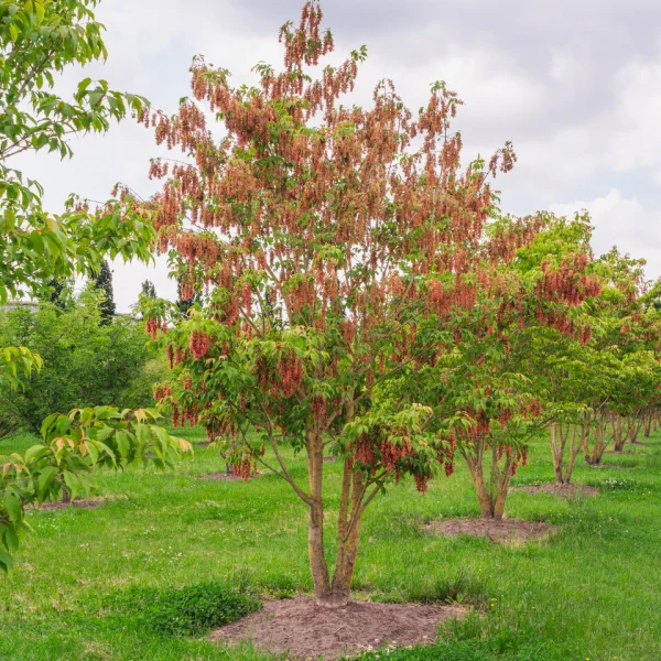 Acer cissifolium – Cissusblättriger Ahorn