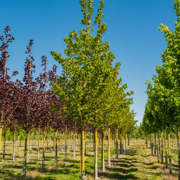 Acer cappadocicum 'Rubrum' &ndash; Kolchischer Blut-Ahorn