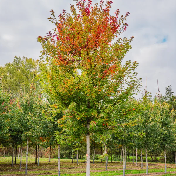 Acer ×freemanii AUTUMN BLAZE ('Jeffersred') &ndash; Acer freemanii 'Autumn Blaze'