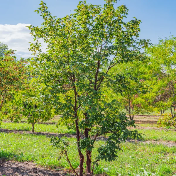 Acer griseum &ndash; Zimt-Ahorn