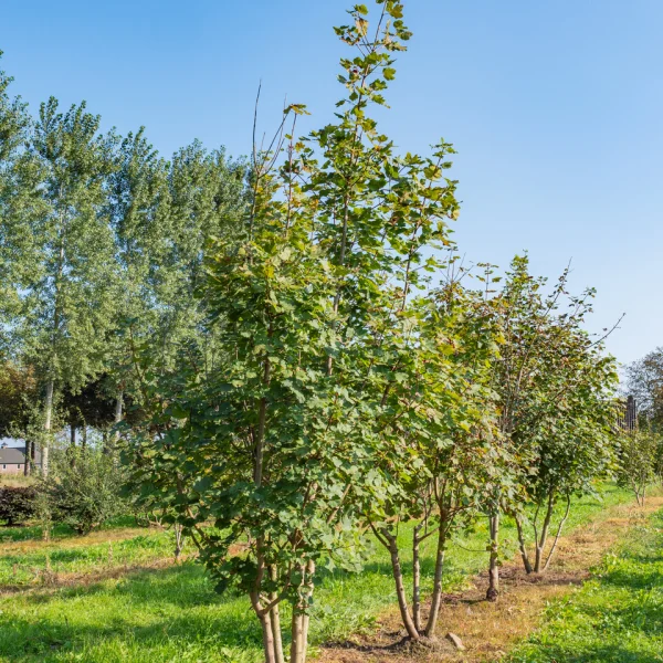 Acer opalus &ndash; Acer opalus