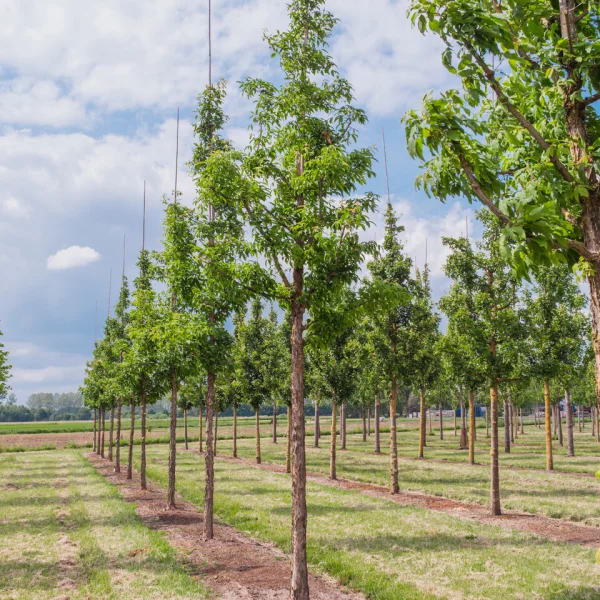 Acer triflorum &ndash; Dreiblütiger Ahorn