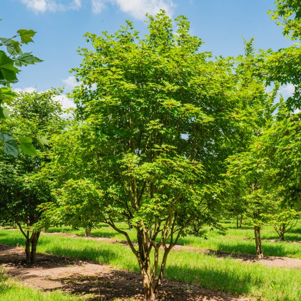 Acer ×zoeschense 'Annae' &ndash; Acer ×zoeschense 'Annae'