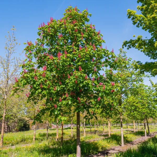 Aesculus ×carnea &ndash; Rotblühende Roßkastanie
