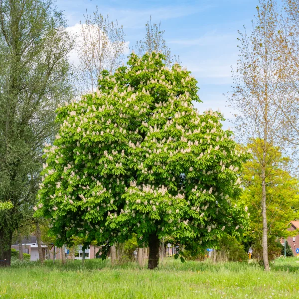 Aesculus hippocastanum &ndash; Roßkastanie