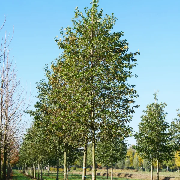 Alnus glutinosa &ndash; Schwarz Erle