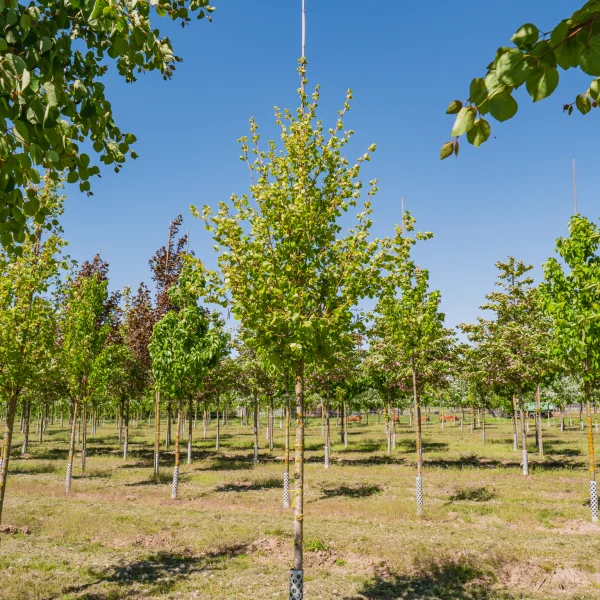 Alnus incana 'Aurea' &ndash; Gold-Erle
