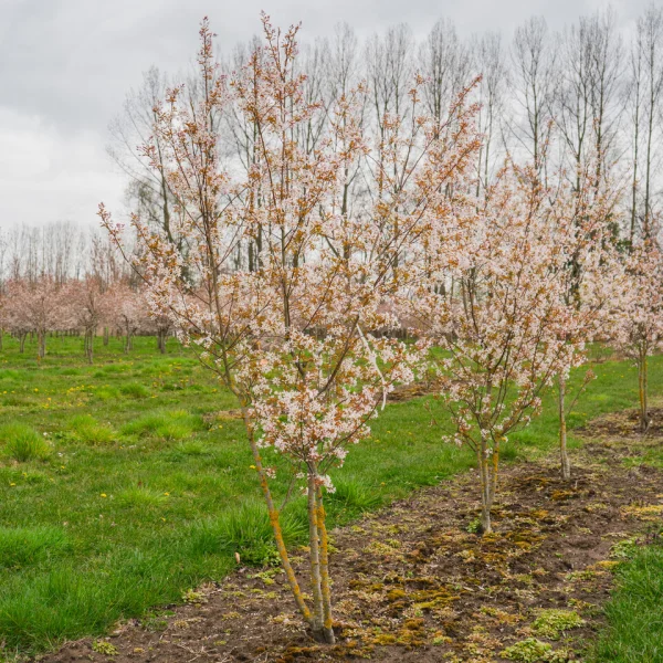 Amelanchier arborea 'Robin Hill' &ndash; Felsenbirne