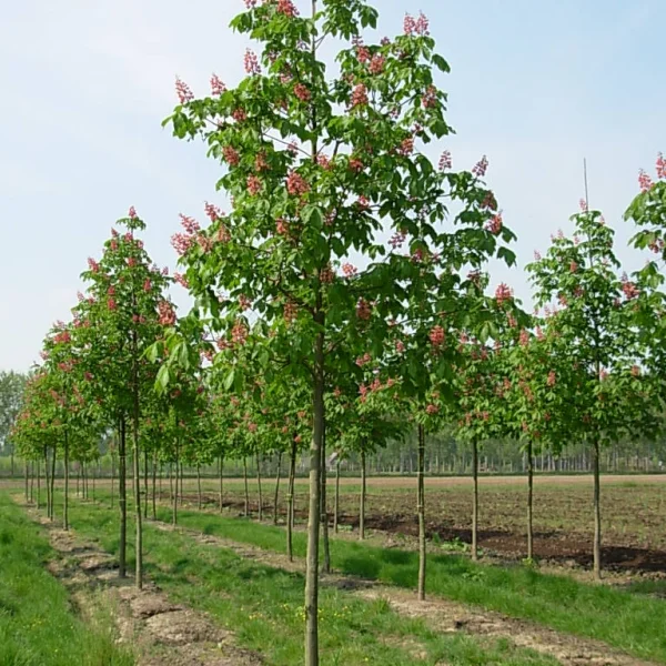 Aesculus ×carnea – Rotblühende Roßkastanie
