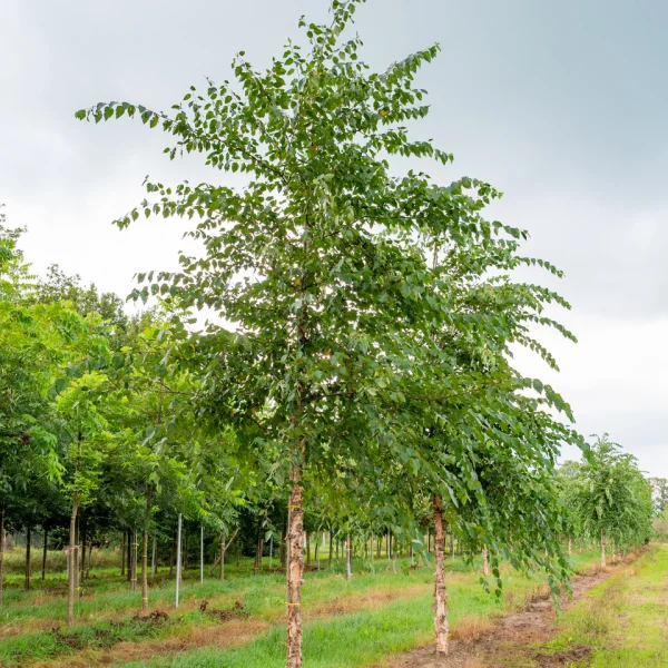 Betula nigra &ndash; Schwarz-Birke, Fluß-Birke