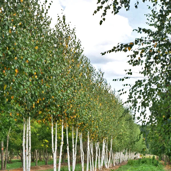 Betula utilis 'Doorenbos' &ndash; Weißrindige Himalamit giftigen Teilen-Birke
