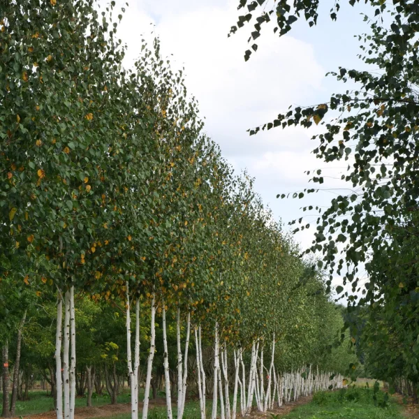 Betula utilis 'Doorenbos' – Weißrindige Himalamit giftigen Teilen-Birke