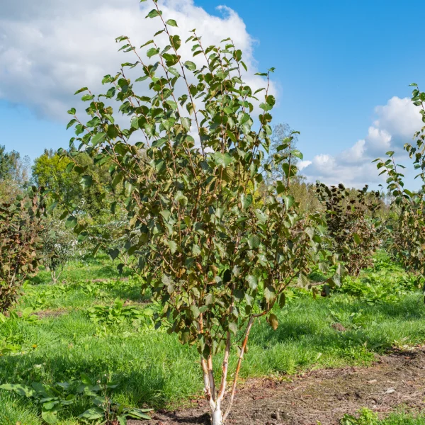 Betula utilis 'Grayswood Ghost' &ndash; Betula utilis 'Grayswood Ghost'
