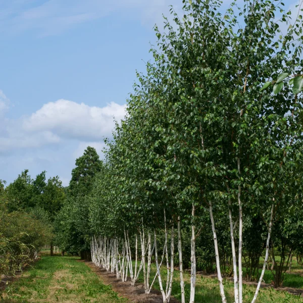 Betula utilis var. jacquemontii &ndash; Weißrindige Himalamit giftigen Teilen-Birke