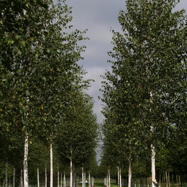 Betula utilis var. jacquemontii – Weißrindige Himalamit giftigen Teilen-Birke