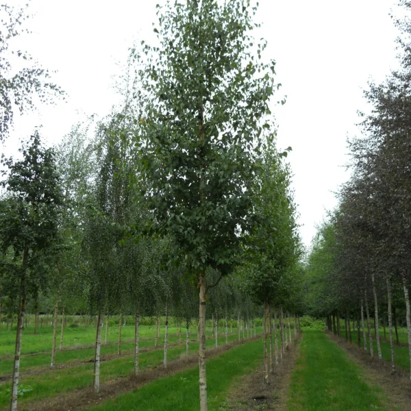 Betula ermanii – Gold-Birke, Ermans-Birke
