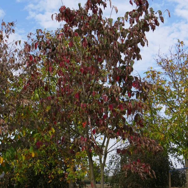 Cornus VENUS ('KN30 8') – Cornus VENUS ('KN30 8')