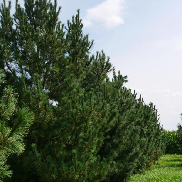 Pinus peuce – Mazedonische Kiefer, Rumelische Kiefer