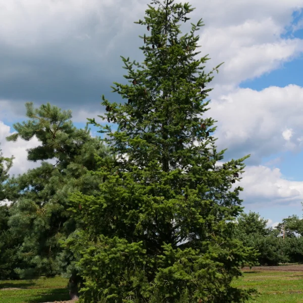 Pseudotsuga menziesii – Douglasfichte