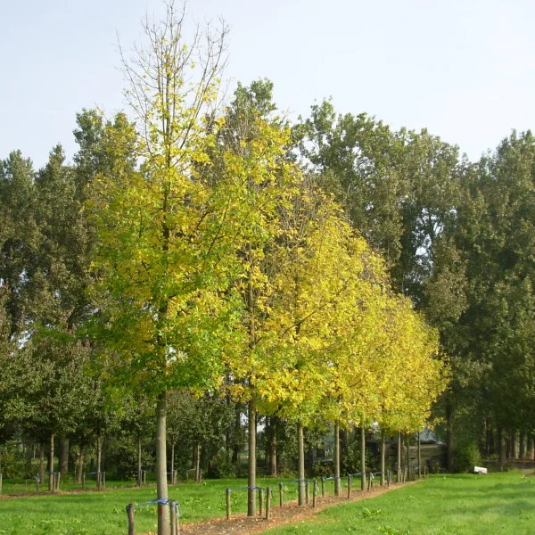 Fraxinus pennsylvanica – Rot-Esche, Grün-Esche