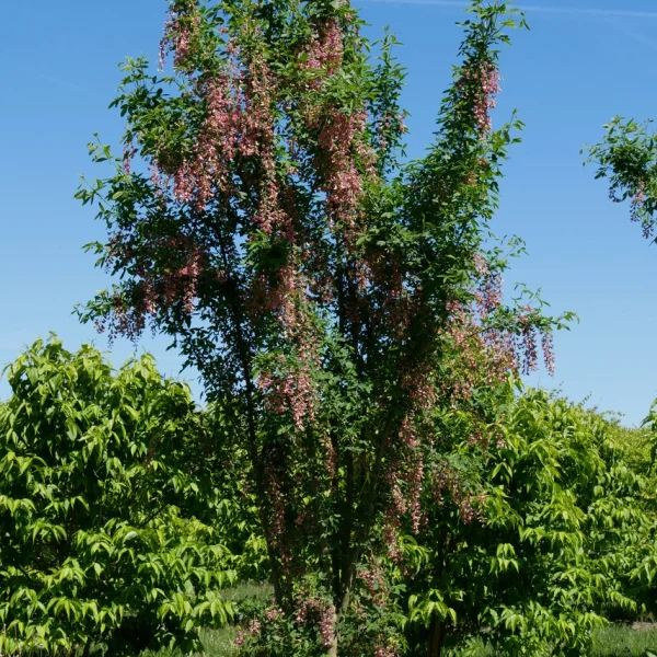 Laburnocytisus adamii – Geißkleegoldregen
