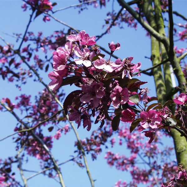Malus 'Liset' – Zier-Apfel