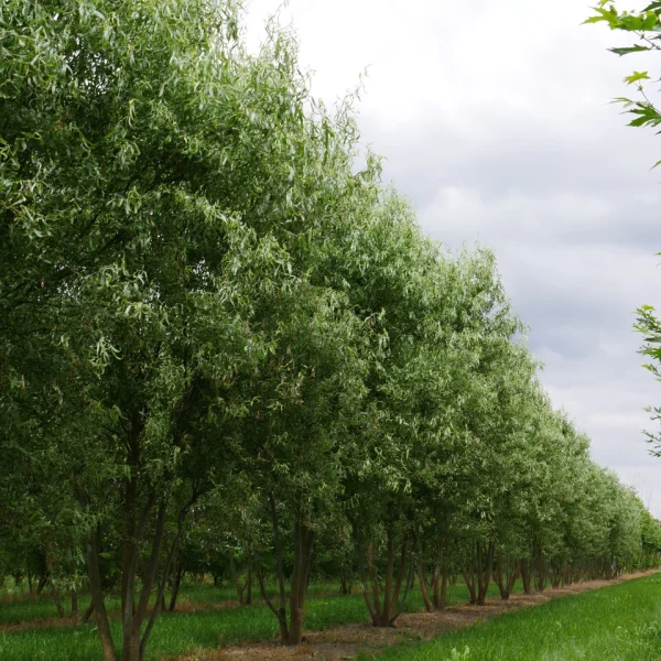 Salix babylonica 'Tortuosa' – Zickzack-Weide