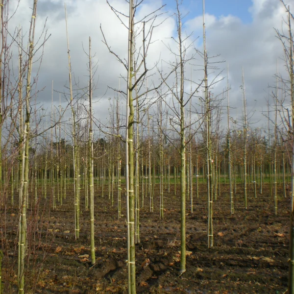Sorbus domestica – Speierling, Sperberbaum