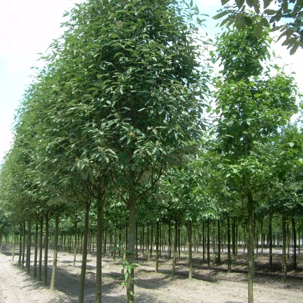 Sorbus ×thuringiaca 'Fastigiata' – Thüringische Mehlbeere
