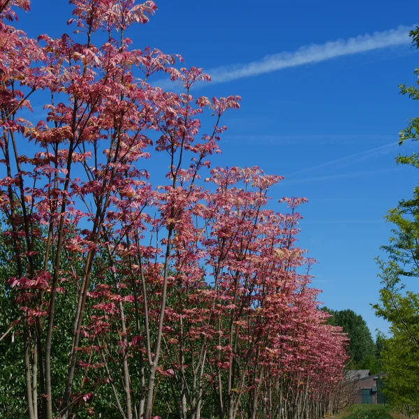 Toona sinensis – Chinesische Surenbaum