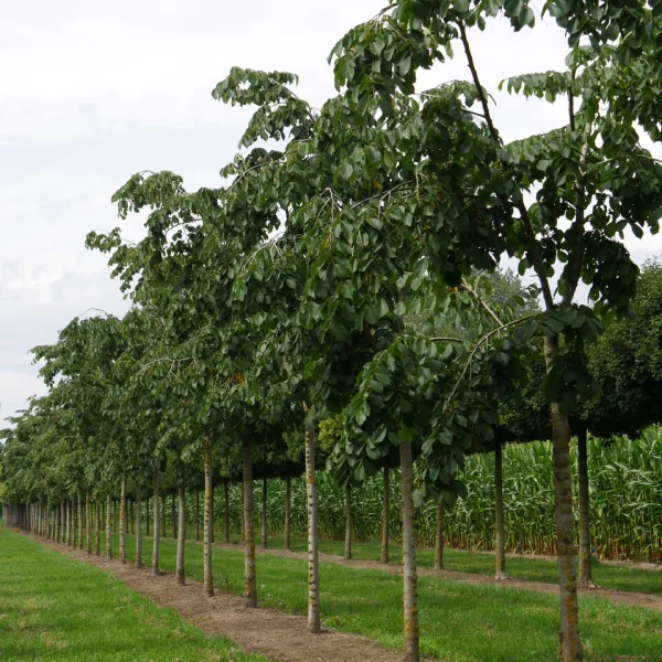 Ulmus 'Camperdownii' – Laube-Ulme