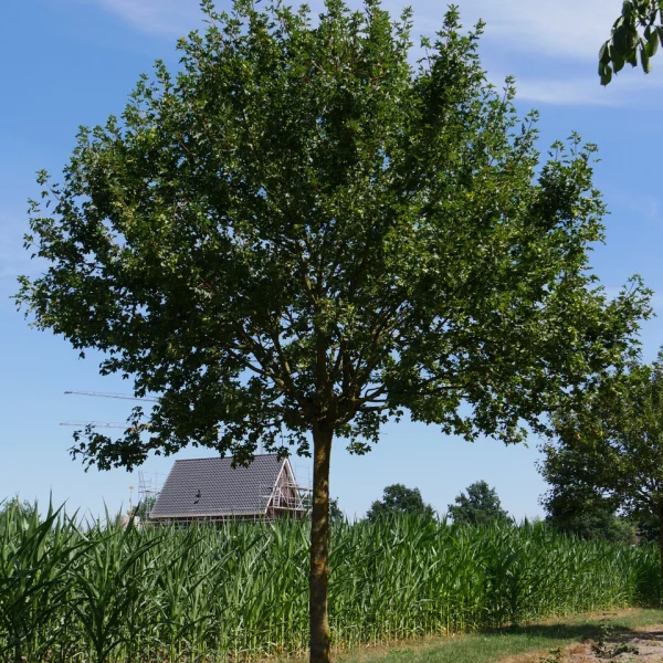Acer campestre 'Anny´s Globe' – Acer campestre 'Anny´s Globe'