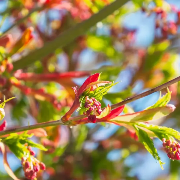 Acer palmatum – Fächer-Ahorn, Japanischer Ahorn