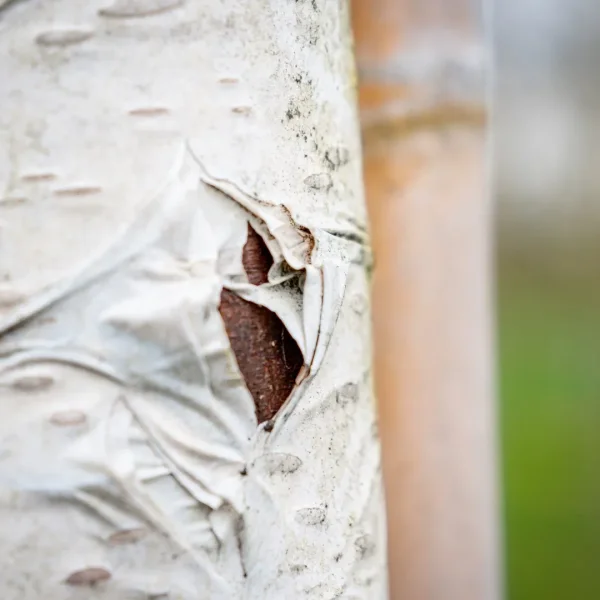 Betula utilis 'Doorenbos' – Weißrindige Himalamit giftigen Teilen-Birke