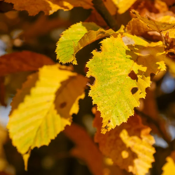 Carpinus betulus – Gemeine Hainbuche