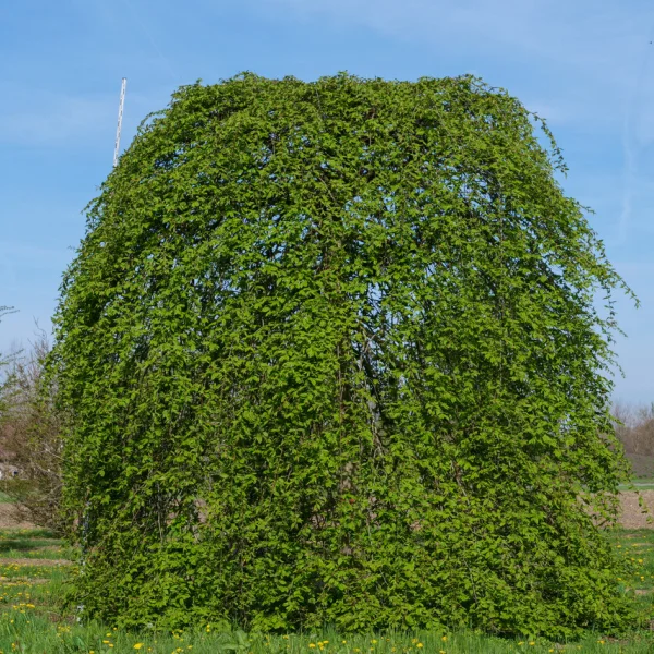 Carpinus betulus 'Pendula' – Carpinus betulus 'Pendula'