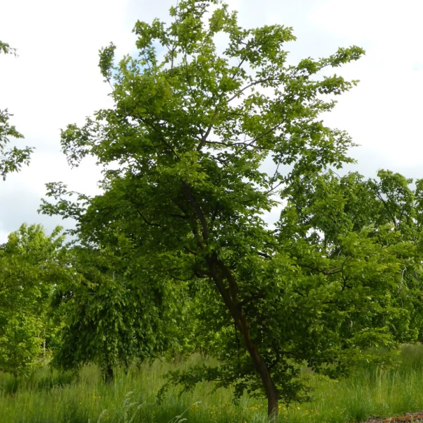 Carpinus coreana – Koreanische Hainbuche