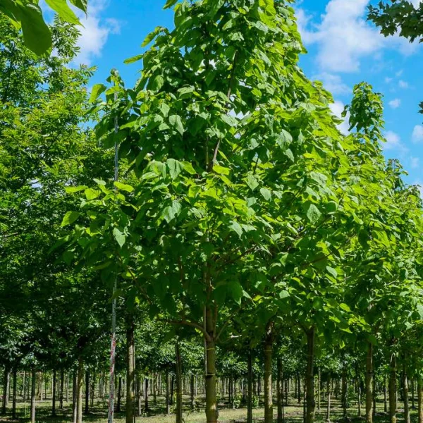 Catalpa speciosa – Harter Catalpa, Prächtiger Trompetenbaum