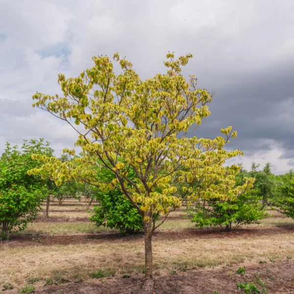 Cornus florida 'Rainbow' – Cornus florida 'Rainbow'