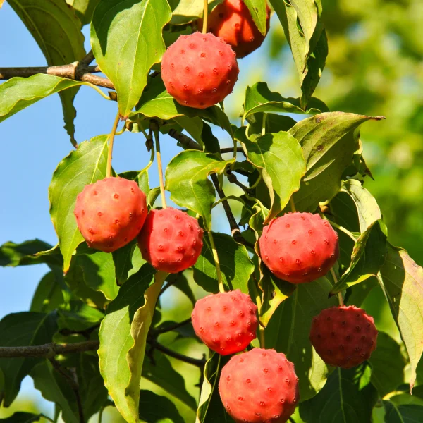 Cornus kousa – Japanischer Blumen-Hartriegel