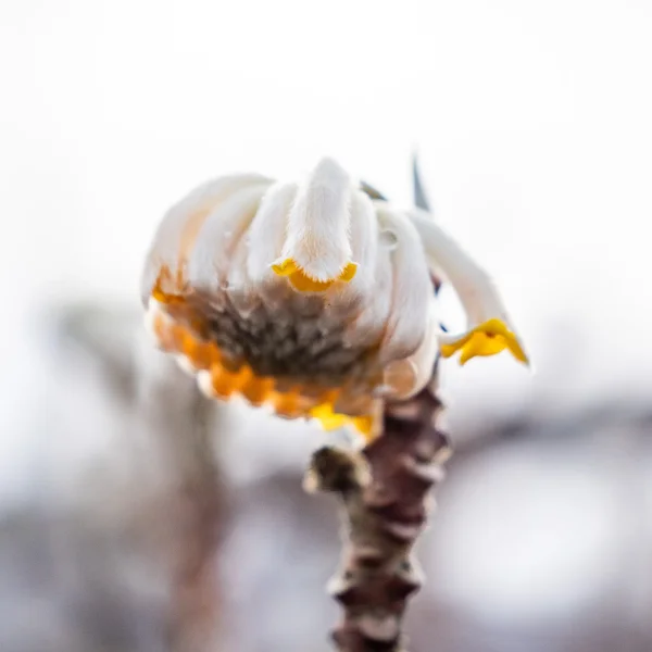 Edgeworthia chrysantha – Edgeworthia chrysantha