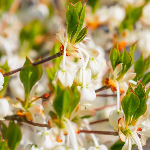 Enkianthus perulatus – Enkianthus perulatus