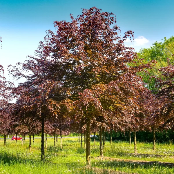 Fagus sylvatica 'Atropunicea' – Blut-Buche