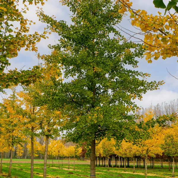 Ginkgo biloba – Ginkgobaum, Fächerblattbaum