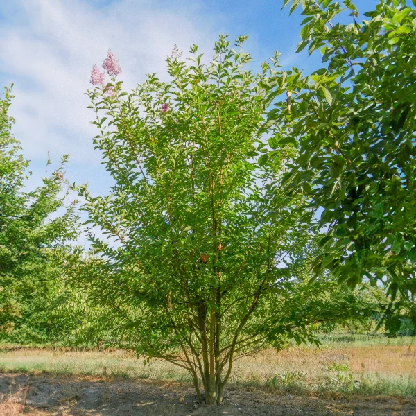 Lagerstroemia indica – Chinesische Kräuselmirte