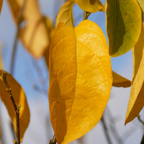 Lindera benzoin – Lindera benzoin