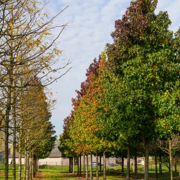 Liquidambar styraciflua – Guldenbaum, Amerikanischer Amberbaum