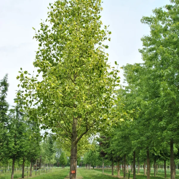 Liriodendron tulipifera 'Aureomarginatum' – Liriodendron tulipifera 'Aureomarginatum'