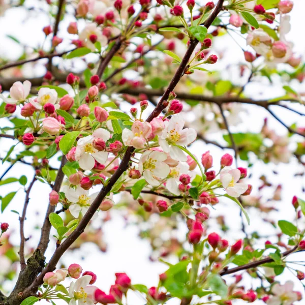 Malus 'Evereste' – Zier-Apfel